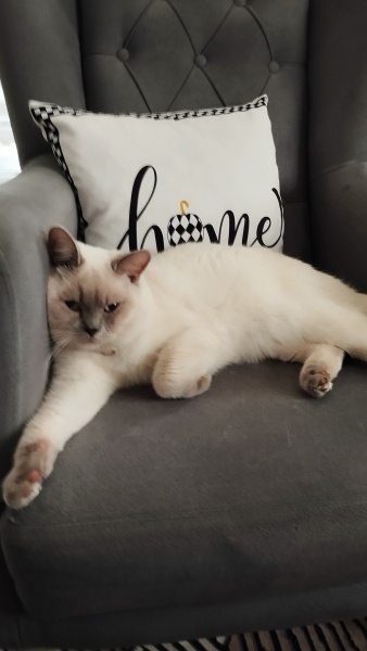 British Shorthair, Kedi Simba fotoğrafı