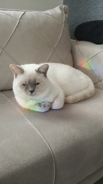 British Shorthair, Kedi Simba fotoğrafı