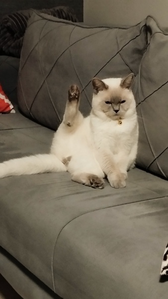 British Shorthair, Kedi Simba fotoğrafı