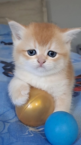 British Shorthair, Kedi badem fotoğrafı