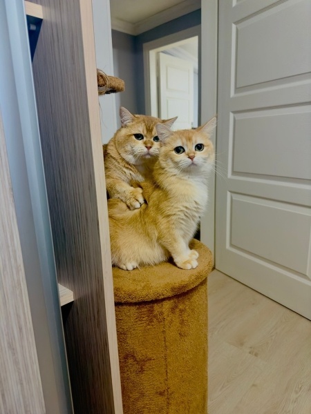 British Shorthair, Kedi badem fotoğrafı