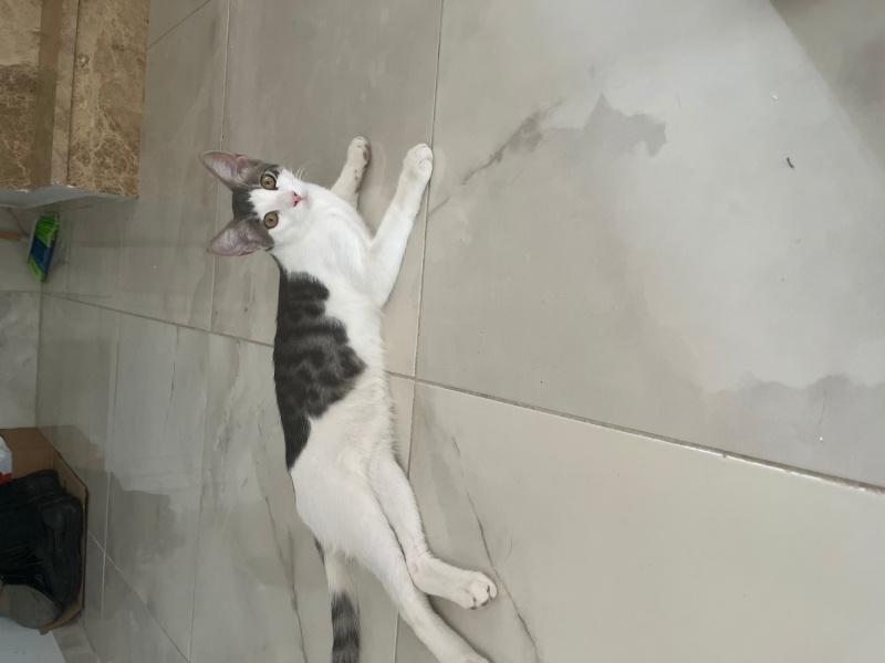 Tekir Kedi, Kedi Banza fotoğrafı