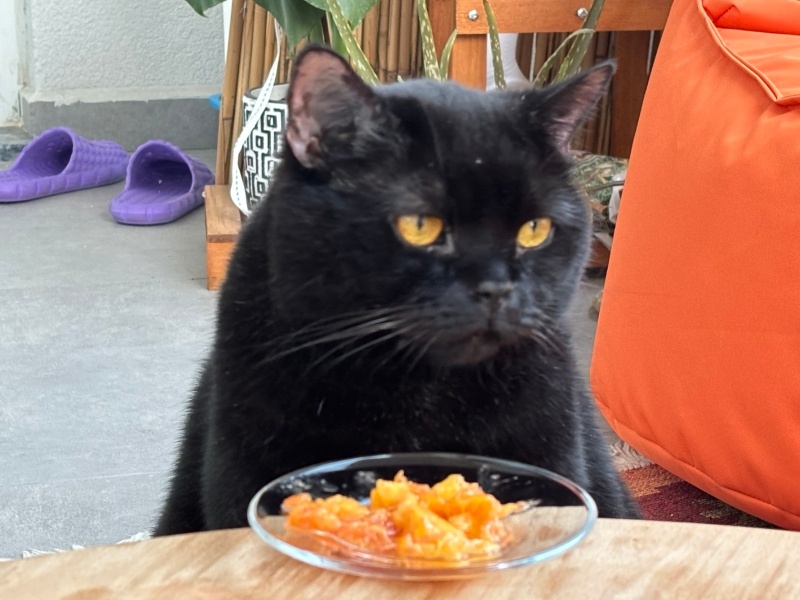 British Shorthair, Kedi Mooncake fotoğrafı