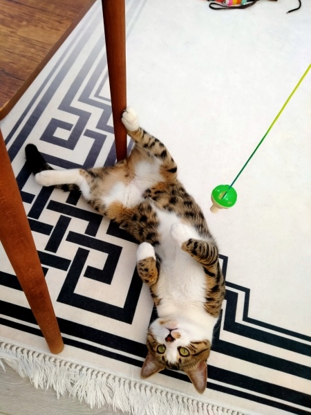 Tekir Kedi, Kedi Leblebi fotoğrafı