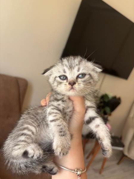 Scottish Fold, Kedi Scootish fold kırık kulak 1 ay aylık fotoğrafı