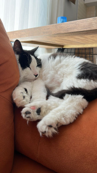 Tuxedo (Smokin) Kedi, Kedi Ares fotoğrafı