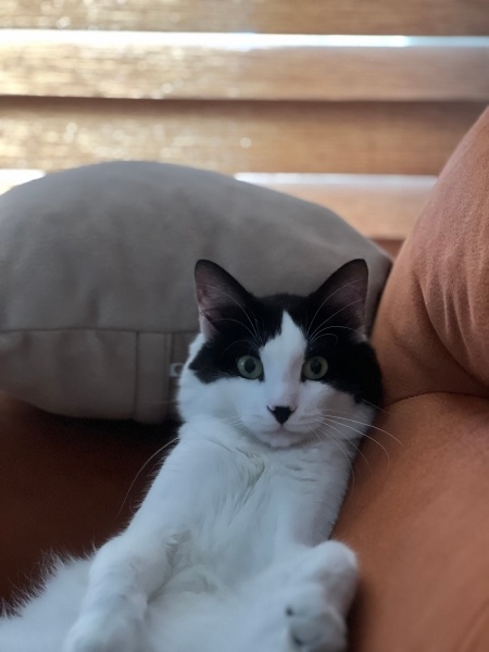 Tuxedo (Smokin) Kedi, Kedi Ares fotoğrafı