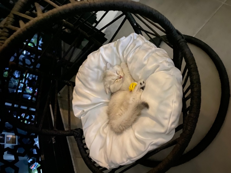 Scottish Fold, Kedi Kuki fotoğrafı