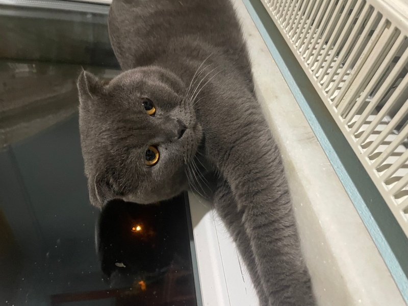 Scottish Fold, Kedi Ted Mosby fotoğrafı