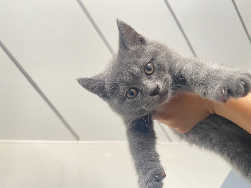 British Shorthair, Kedi Adı Yok fotoğrafı
