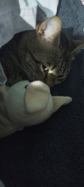 Tekir Kedi, Kedi Ceviz fotoğrafı