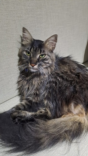 Norwegian Forest, Kedi Bora fotoğrafı