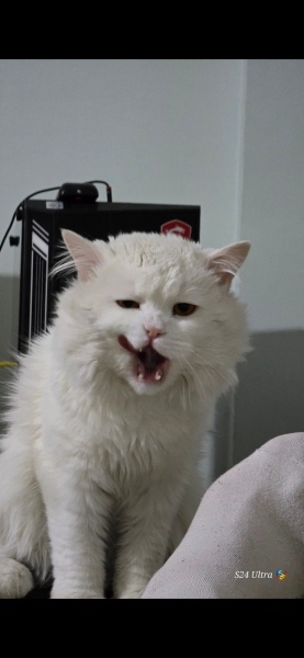 British Longhair, Kedi Sirius fotoğrafı