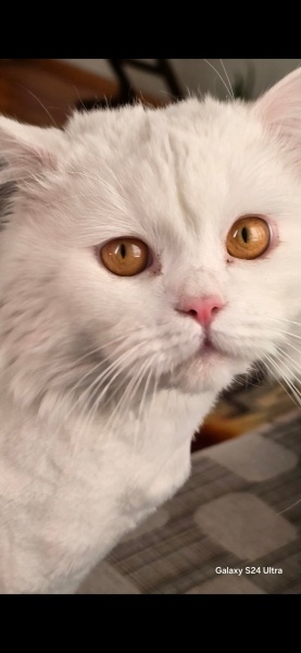 British Longhair, Kedi Sirius fotoğrafı