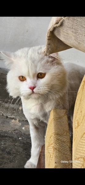 British Longhair, Kedi Sirius fotoğrafı