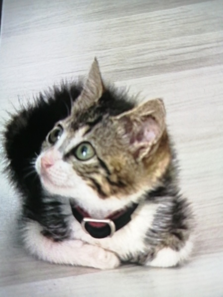 Tekir Kedi, Kedi Yıldız fotoğrafı