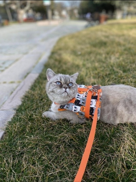 British Shorthair, Kedi Mişa fotoğrafı