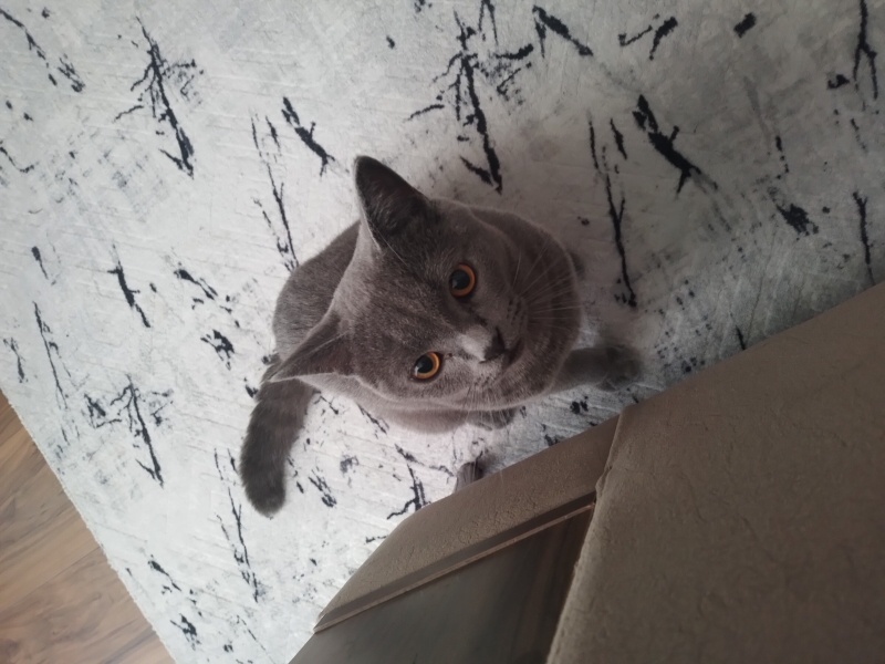 British Shorthair, Kedi Miskin fotoğrafı