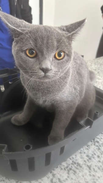 British Shorthair, Kedi Miskin fotoğrafı