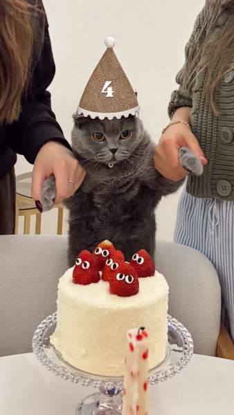 British Shorthair, Kedi Rozi fotoğrafı