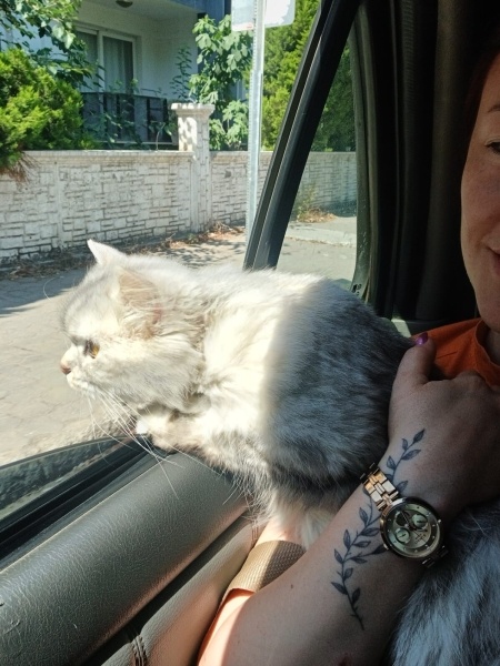 British Longhair, Kedi Lila fotoğrafı