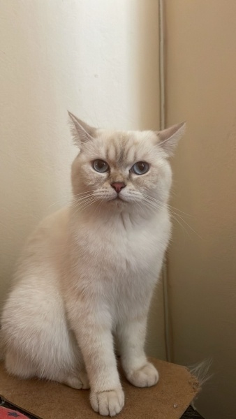 British Shorthair, Kedi Kaju fotoğrafı