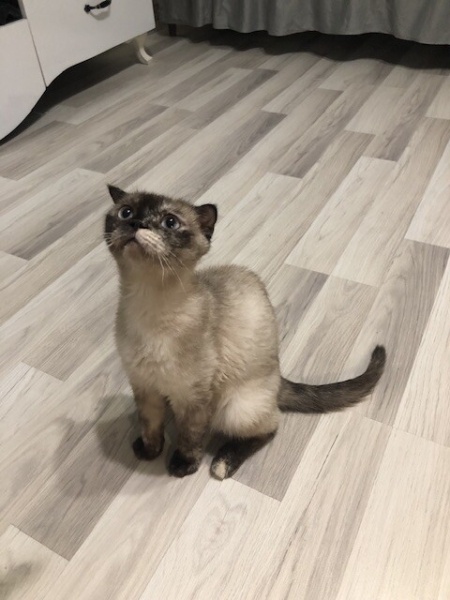 Scottish Fold, Kedi Roza fotoğrafı