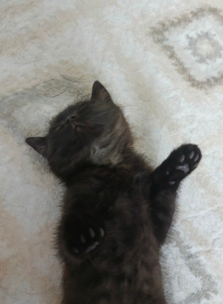 British Longhair, Kedi Çaki fotoğrafı