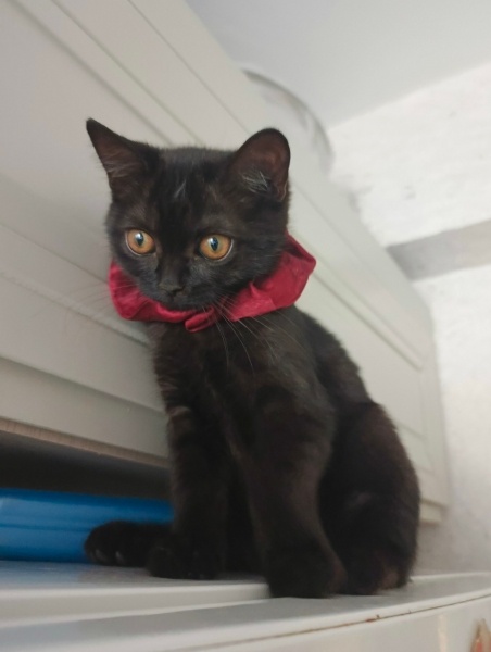 British Longhair, Kedi Çaki fotoğrafı