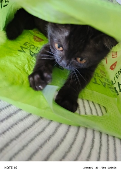 British Longhair, Kedi Çaki fotoğrafı