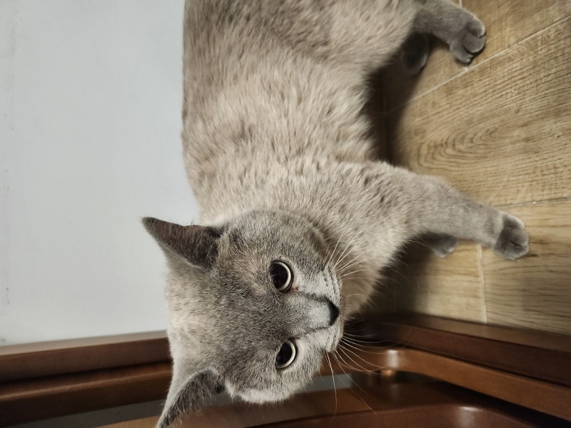 British Shorthair, Kedi British fotoğrafı