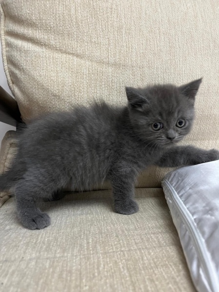 British Shorthair, Kedi Chris fotoğrafı
