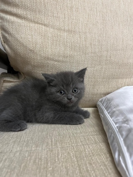 British Shorthair, Kedi Chris fotoğrafı