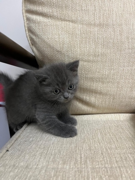 British Shorthair, Kedi Chris fotoğrafı