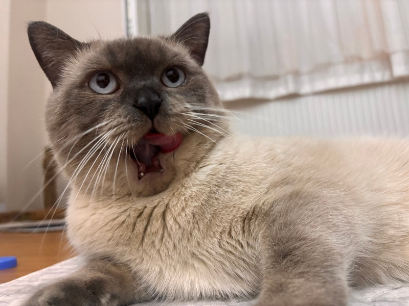 British Shorthair, Kedi Atlas fotoğrafı