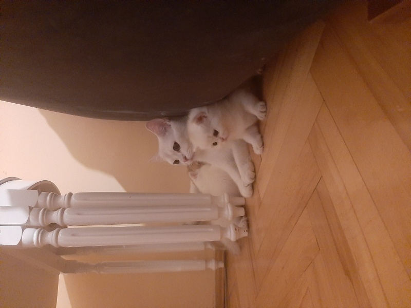 British Shorthair, Kedi  Venüs fotoğrafı