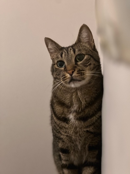 Tekir Kedi, Kedi Zeyna fotoğrafı