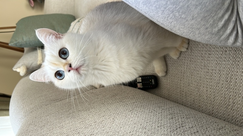 British Shorthair, Kedi Maya fotoğrafı