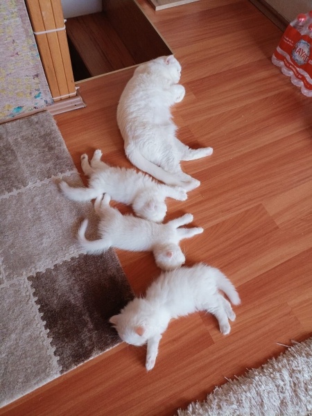 British Longhair, Kedi lolipop fotoğrafı