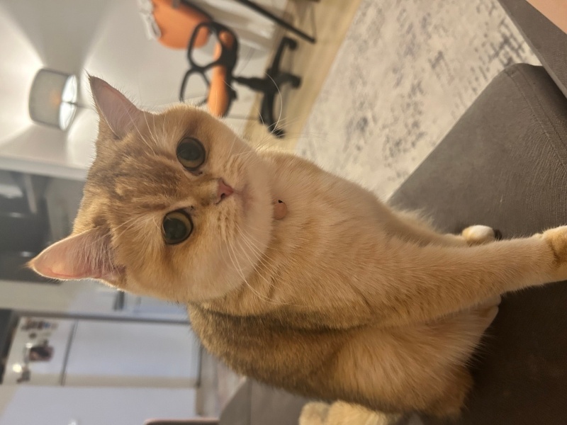 British Shorthair, Kedi Lia fotoğrafı