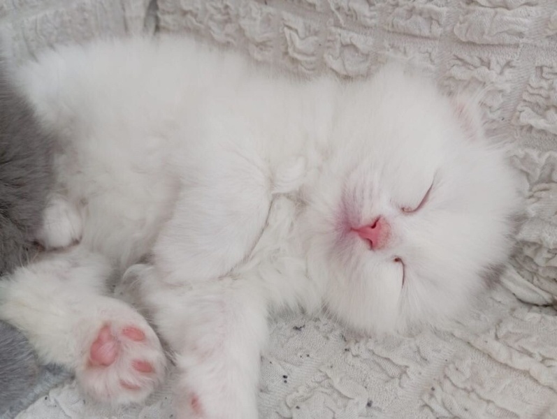 British Shorthair, Kedi  Paşa fotoğrafı