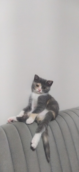 Tekir Kedi, Kedi Roz fotoğrafı