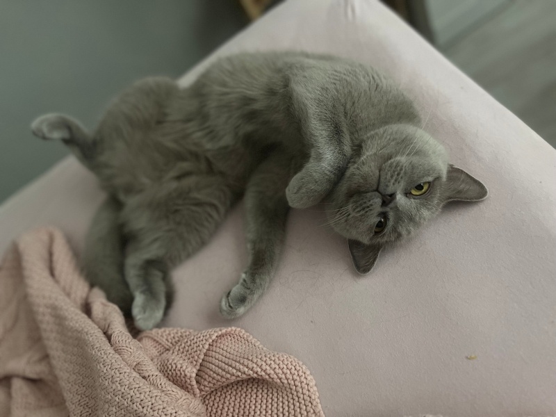 British Shorthair, Kedi Cankız fotoğrafı