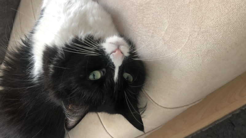 Tuxedo (Smokin) Kedi, Kedi Cipsi fotoğrafı