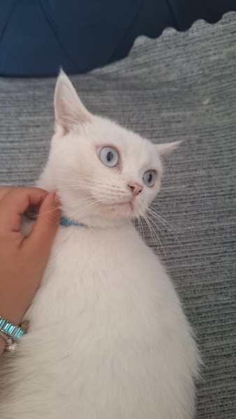 British Shorthair, Kedi RÜYA fotoğrafı