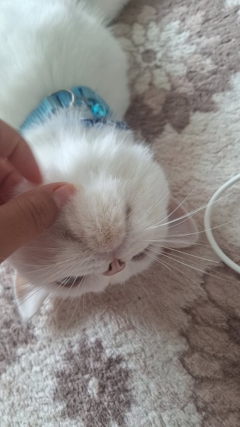 British Shorthair, Kedi RÜYA fotoğrafı