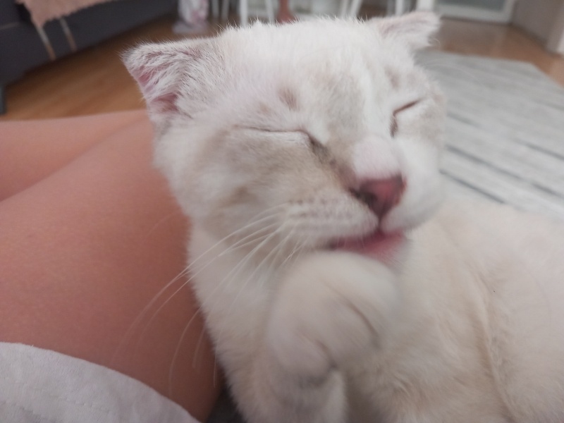 British Shorthair, Kedi  Tarcın fotoğrafı