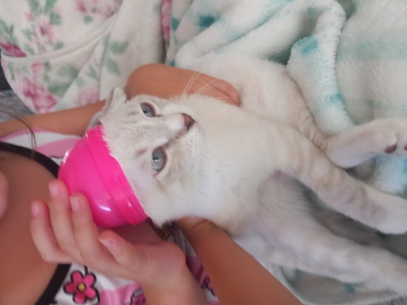 British Shorthair, Kedi  Tarcın fotoğrafı