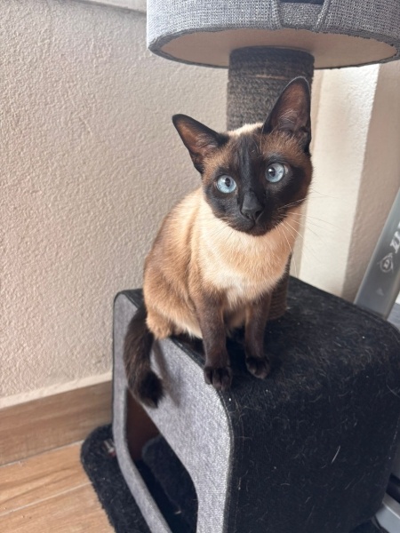 Siyam Kedisi, Kedi Mırıl fotoğrafı