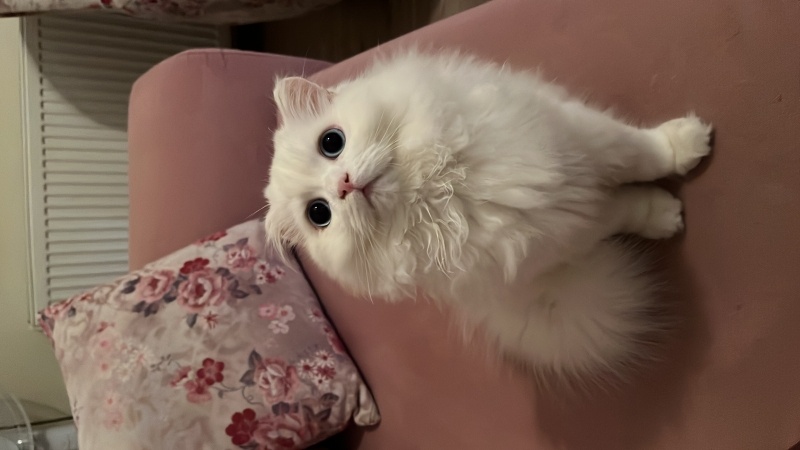 British Longhair, Kedi Deniz fotoğrafı